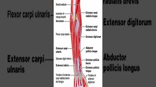 Anatomy Extensor Carpi Radialis Longus ECRL shorts [upl. by Nosredneh]