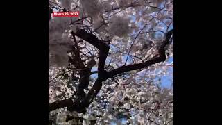 Watch Annual Cherry Blossom Blooming Creates Gorgeous Scene In DC [upl. by Engvall514]