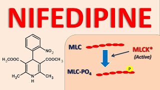 Nifedipine  Mechanism side effects and uses [upl. by Essyla]