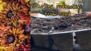 Starting Rudbeckia Sahara from seed [upl. by Nosydam]