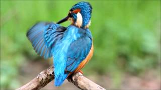 Kingfisher  Eisvogel  Isfugl [upl. by Anelav]