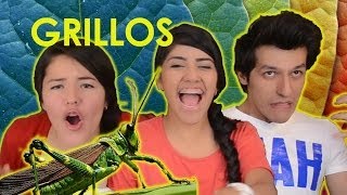 COMIENDO GRILLOS  CHAPULINES  RETO POLINESIO [upl. by Selrac912]