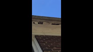 Replacing Rotted Eaves soffit and fascia by Yourself [upl. by Saum]