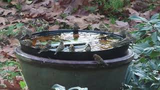 Siskin flock Oct 31 2024 PNW [upl. by Landau]