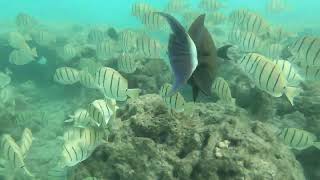 Hanauma Bay [upl. by Eldin369]