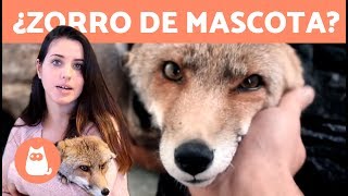 ¿Es correcto tener un ZORRO como mascota 🦊 TALIUCA PETS [upl. by Aihseyt]