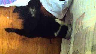 Skunk in Dryer YUCK Part 1 and Part 2 [upl. by Siderf]