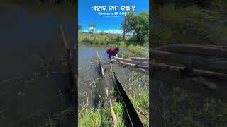 ଚାଷୀ ଘର ପିଲା Subscribe କର kendrapara farmer odisha [upl. by Androw129]