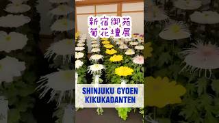 綺麗過ぎる新宿御苑の菊花壇展 Shinjuku Gyoen Kikukadanten 【3児シンママのアメリカと日本生活】 shinjukugyoen shinjuku 新宿御苑 tokyo [upl. by Poole438]