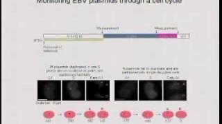 EpsteinBarr Virus Sustains its Associated Cancers [upl. by Ayoted727]