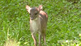 Baby Blue Duiker Explores Outdoor Habitat [upl. by Odnolor832]