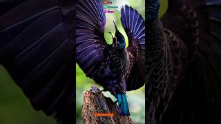 The most dancing bird on the planet Beautiful bird  bird photography  wildlife shorts [upl. by Zzaj737]