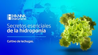 Descubre cómo iniciar tu cultivo de lechuga hidropónica [upl. by Nicko]