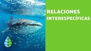 RELACIONES INTERESPECÍFICAS  Definición tipos y ejemplos [upl. by Adla]