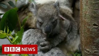 UK safari park welcomes baby southern koala in European first  BBC News [upl. by Yerdua]