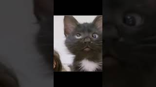 hahh black cat meme tiktok original version [upl. by Dela597]