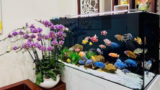 10 Incredible African Cichlids Tank  Most Beautiful Cichlid Varieties [upl. by Chadwick744]