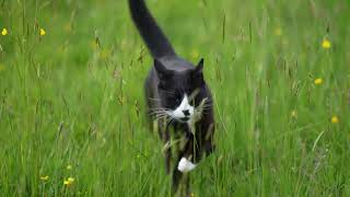 TOMMY THE CAT HELPS CATCH A RUNAWAY HORSE [upl. by Desberg]