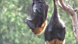 Greyheaded Flyingfox colony at Yarra Bend Park Melbourne [upl. by Cirek812]