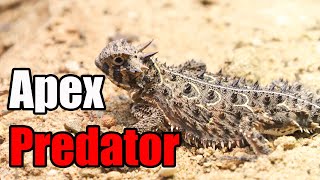 Apex Predator  The Texas Horned Lizard [upl. by Adianes472]