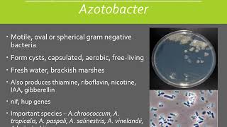 Biological Nitrogen Fixation  Types [upl. by Idaline]