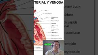 El Viaje de la Sangre De la Aurícula a los Pulmones [upl. by Clayson94]