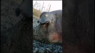 DUROC  Pregatirea de traditie  Taierea Porcului [upl. by Agneta]