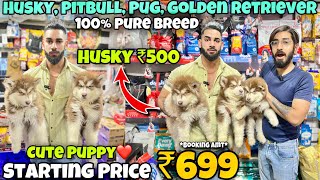 Cheapest Dogs Market In Delhi NCR  Husky Retriever Shitzu  Dog in 699₹  The Pet Mansion [upl. by Peters]