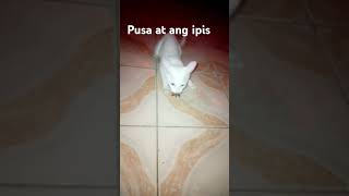 Pusa vs ipis cat catlover animals [upl. by Ennairam]