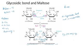 Disaccharides [upl. by Eivol]