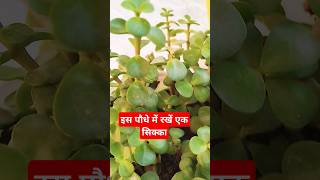 Jada plant se kya hota haishorts lytviralyotubetrendingshorts jade plant [upl. by Nawuj]