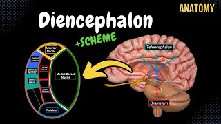 Diencephalon Anatomy Thalamus Epithalamus Subthalamus Metathalamus Hypothalamus [upl. by Ulani]