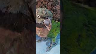 ❤️My Lovely Mitthu training period❤️ parrot 🦜 [upl. by Aseena]