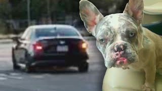 French Bulldog Stolen From Family Yard [upl. by Ayatnwahs]