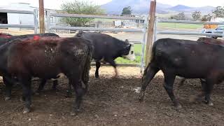 Whiteley baldy heifers [upl. by Teressa]