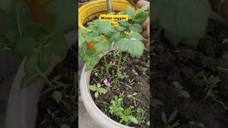 Winter Veggies 🌿🌿 shorts ytshorts ytshortsindia garden organic [upl. by Dittman677]