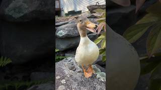 Call ducks gonna call 📞 🦆 DunkinDucks CallDucks Pets Animals FarmAnimals Quack DuckCall [upl. by Meekar633]