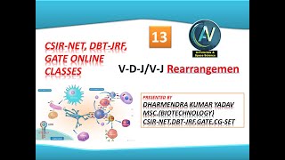 orgnization and expression of immunoglobulin genes VDJVJ rearrangement [upl. by Anidal]