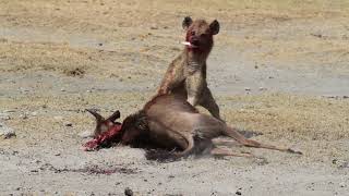 Hyena eats wildebeest alive in NgoroNgoro crater [upl. by Leiram557]