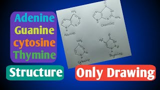 AdenineGuanineCytosineThymine structureHSC biology 1chupter3chemistry diagram [upl. by Bird]