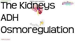 The Kidneys ADH amp Osmoregulation  Biology GCSE and iGCSE [upl. by Wilde]