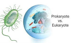 Prokaryote vs Eukaryote [upl. by Elacsap]