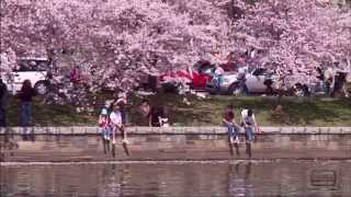 Cherry Blossom Festival in Washington DC [upl. by Nnaassilem]