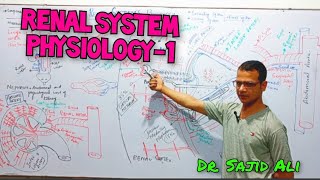 Renal System Physiology  Renal blood Flow  Kidney  Types of Nephron [upl. by Belldame]