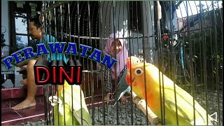 Tips Merawat Anakan Lovebird Umur 2–3 Bulan untuk lomba biar ngekek panjang l Breeders lovebird Indo [upl. by Rugen]