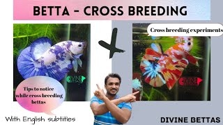 Betta  Cross Breeding Tips for experimentsMulticolor Nemo GalaxyDivine BettasEnglish subtitles [upl. by Uliram]