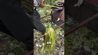 Harvesting Ramie From Plant to Cloth [upl. by Ahsetan]