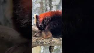 Red Panda is a video of the foodie Red Panda Acridine RedPandaAndFriends redpanda panda animals [upl. by Philbrook]