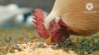 Chickens in organic farmBeautiful HenTamilEgg Hatching Tips Channel [upl. by Sanferd]