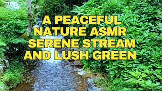 Nature ASMR Forest ASMR Stream ASMR Relaxing ASMR Peaceful Sounds White Noise ASMR [upl. by Lange]